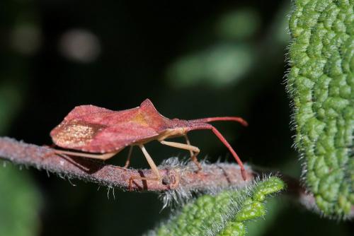 Réf. 230 318 : Haploprocta sulcicornis
